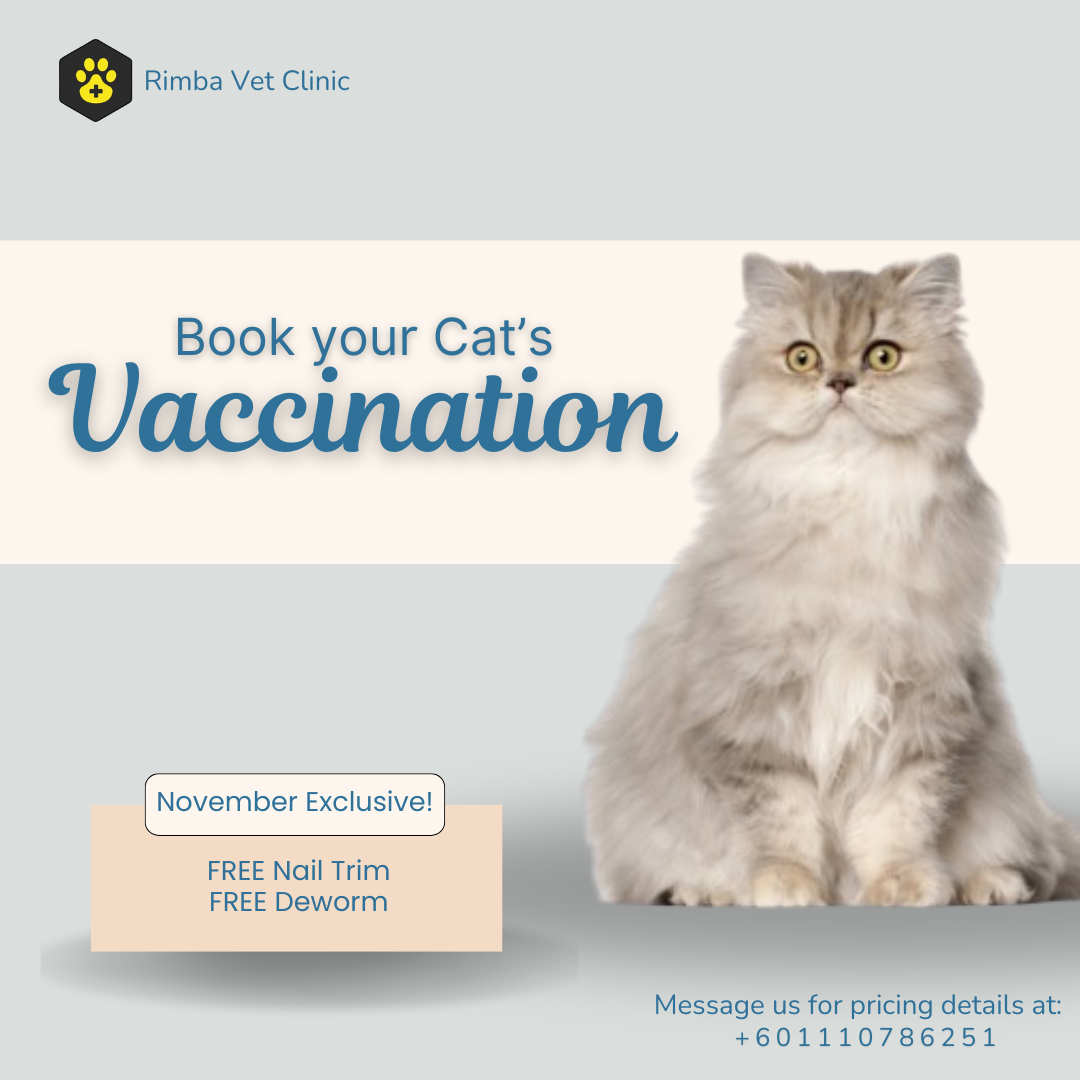 Cat Vaccination November Promo